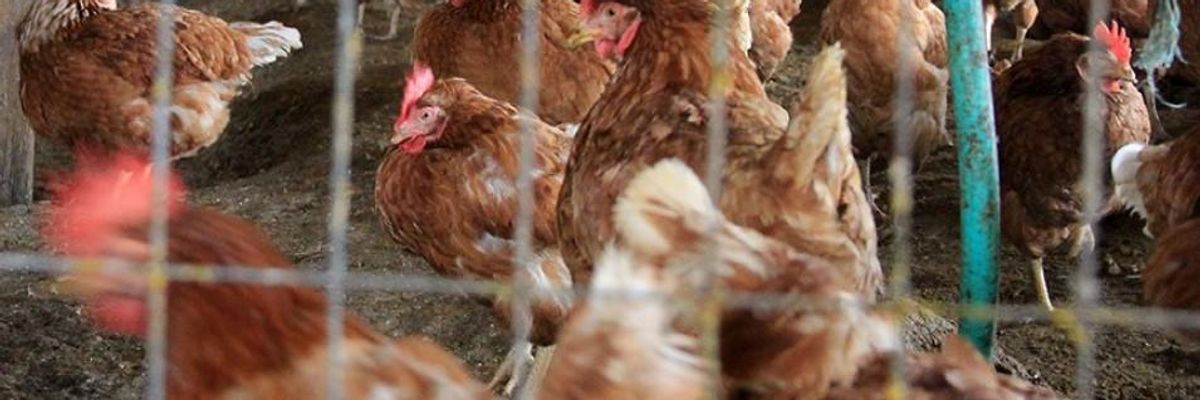 Half a Million Chickens Will Be Boiled Alive This Year