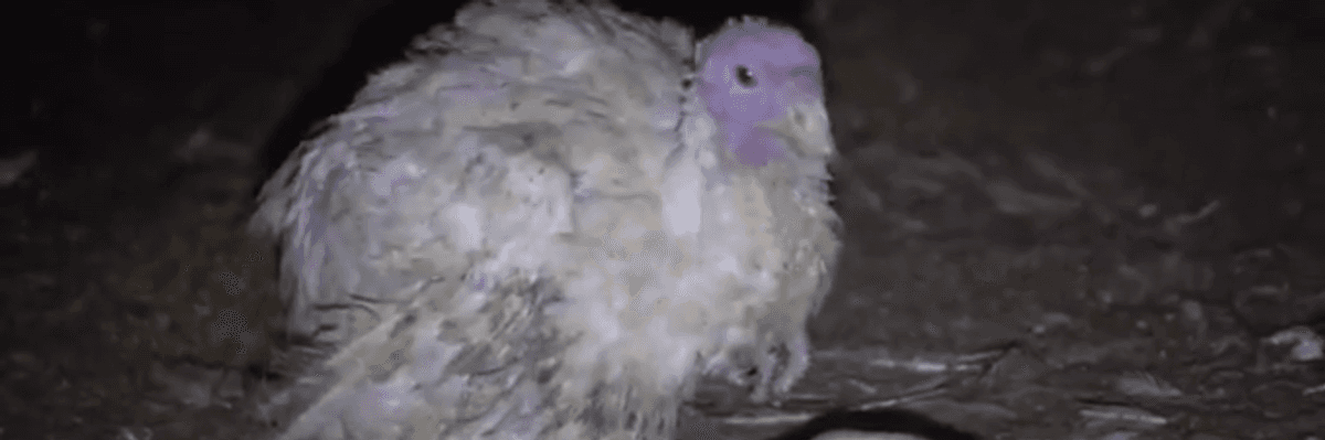 Six Animal Rights Activists Charged With Felonies for Investigation and Rescue That Led to Punishment of a Utah Turkey Farm
