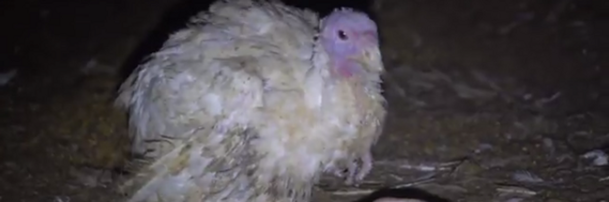 Six Animal Rights Activists Charged With Felonies for Investigation and Rescue That Led to Punishment of a Utah Turkey Farm