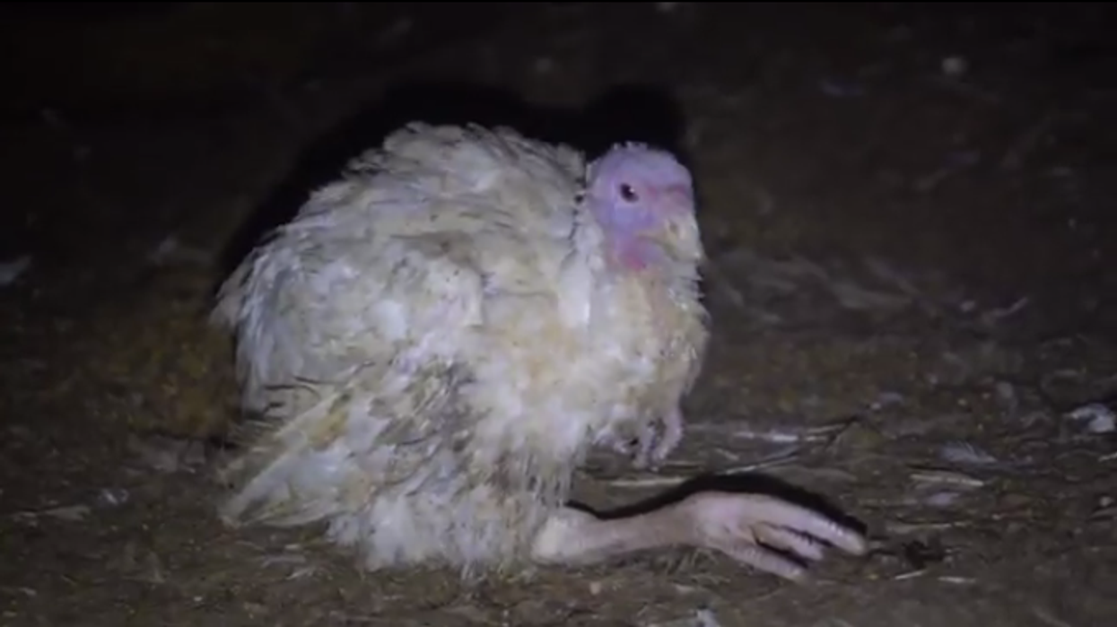 Six Animal Rights Activists Charged With Felonies for Investigation and Rescue That Led to Punishment of a Utah Turkey Farm