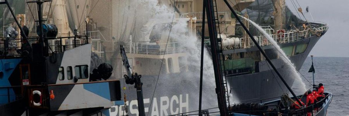 Sea Shepherd Blasts Japan's Plan to Slaughter 4,000 Minke Whales