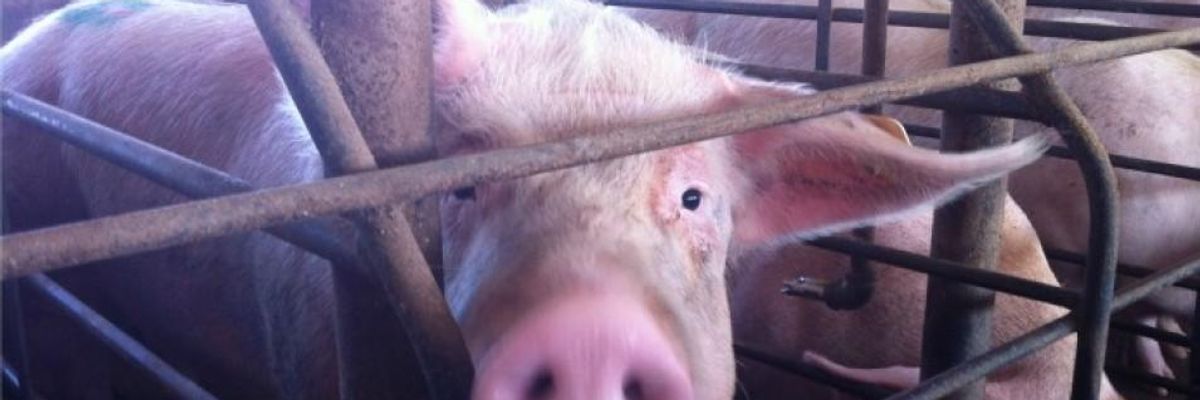 Big Meat Files Suit to Stop California Measure Improving Animal Welfare