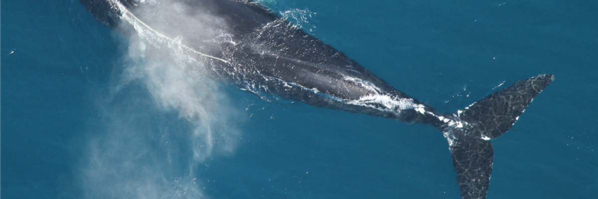 Driven by Anti-Science Agenda, Trump Agencies Defying Mandate to Save Endangered Species From Climate Risk