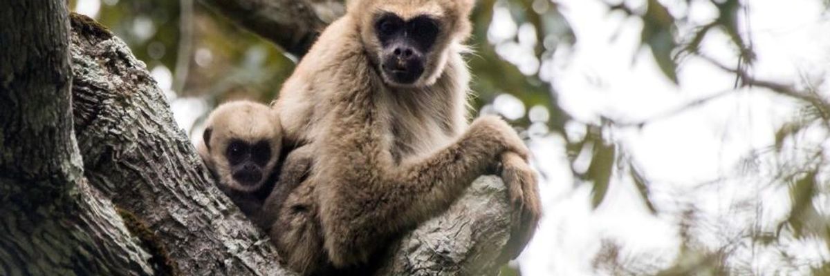 'Saving Life on Earth' for Just $100 Billion: New Roadmap Shows How US Can Address Global Extinction Crisis