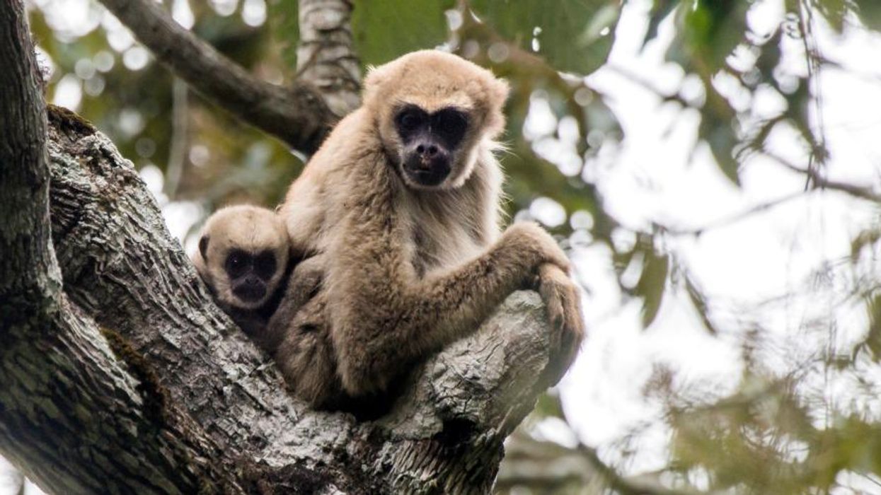 'Unprecedented' Decline of Plants and Animals as Global 'Red List' Reveals Nearly One-Third of Assessed Species Under Threat
