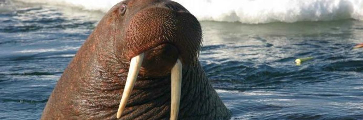 World Animal Day Takes 'Dark' Turn as Interior Dept Denies Protections for 25 Species