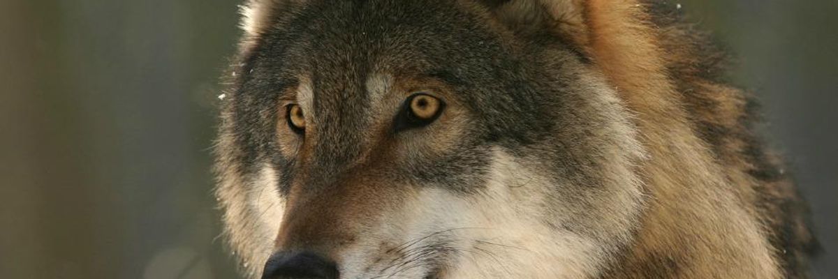 'Sickening' Killing of Wolf Pack Proceeds Despite Research Debunking Program