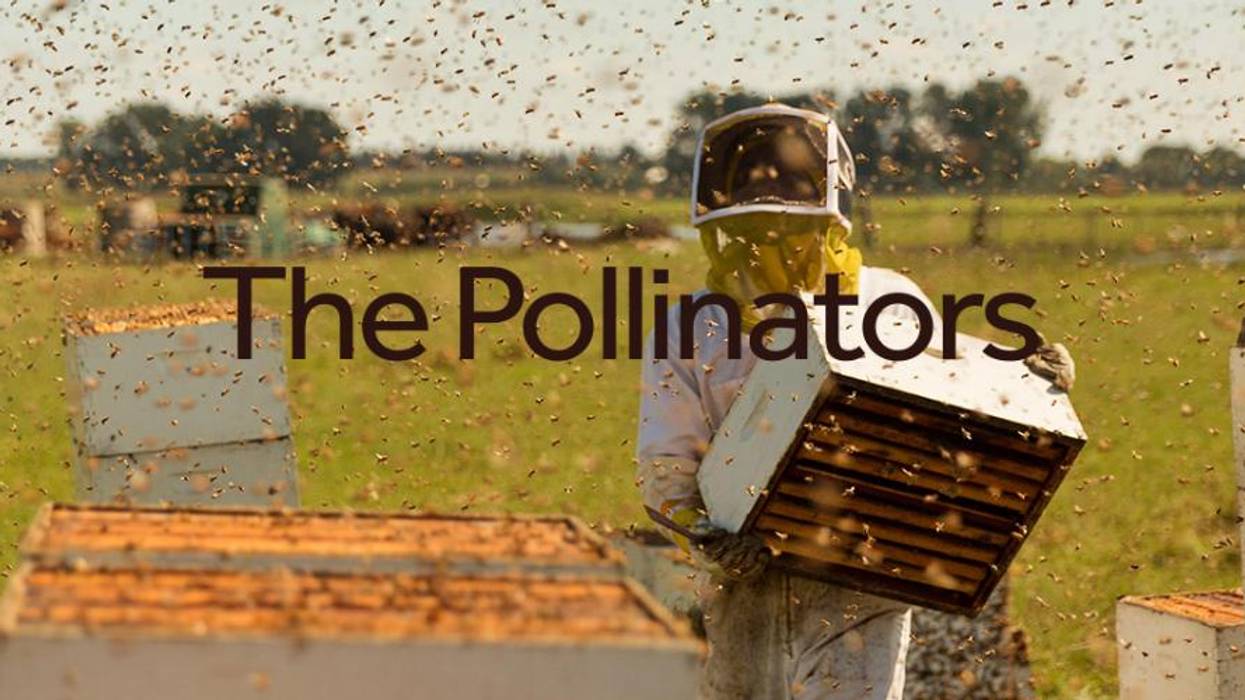 The Pollinators