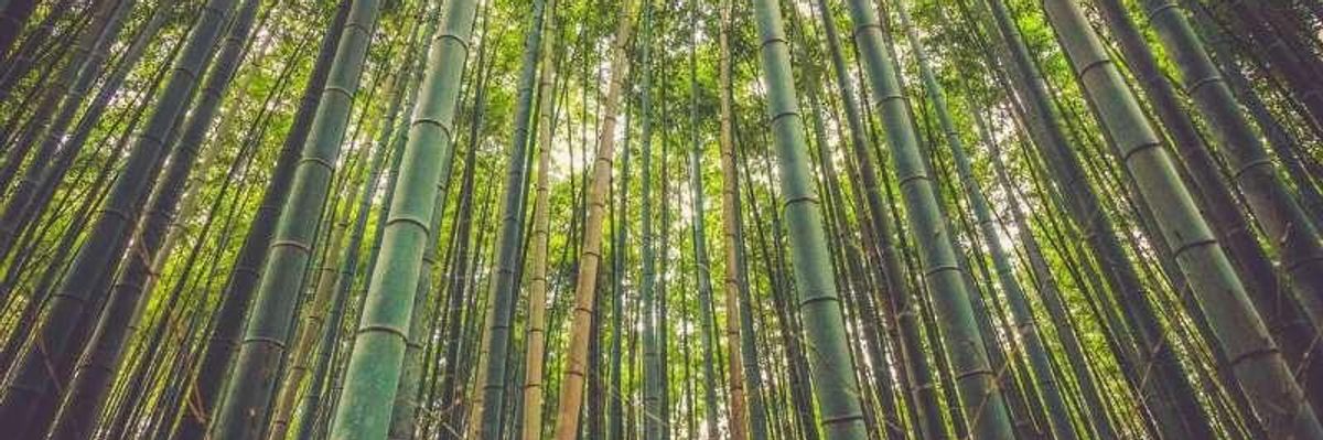 Expanding Carbon Offsets Will Not Solve the Climate Crisis or Protect Tropical Forests