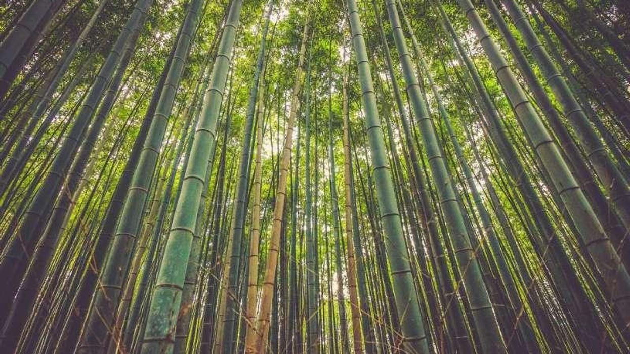 Expanding Carbon Offsets Will Not Solve the Climate Crisis or Protect Tropical Forests