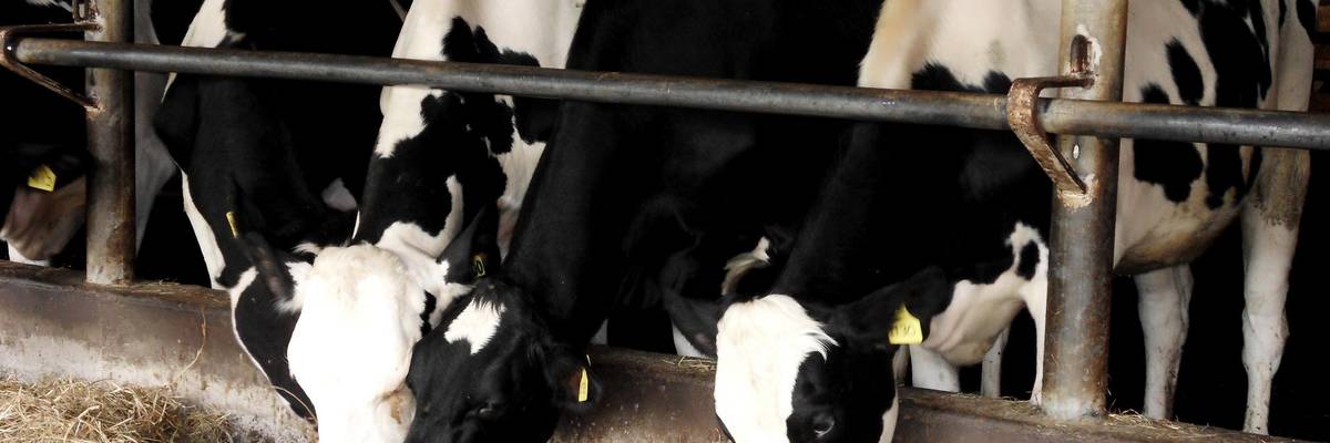 Trump's USDA Does Bidding of Meatpackers, Turns Back on Farmers & Ranchers