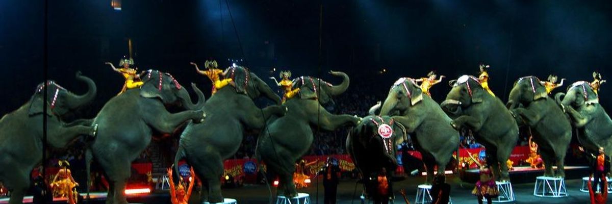 Bowing to Public Pressure, Ringling Bros. to Phase Out 'Horrific' Exploitation of Elephants by 2018