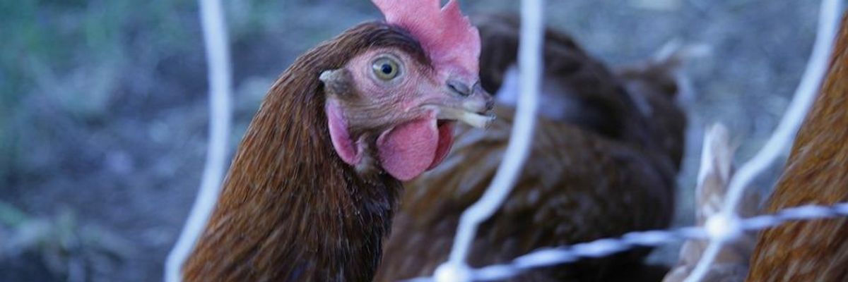 Angering Organic Farmers and Advocates, Trump's USDA Kills Animal Welfare Rule