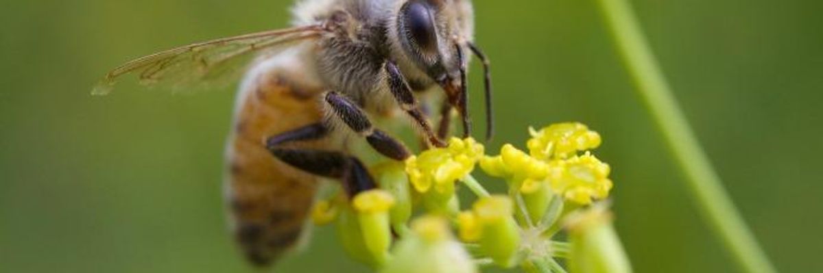 EPA Acknowledges Neonics' Harm to Bees, Then 'Bows to Pesticide Industry'