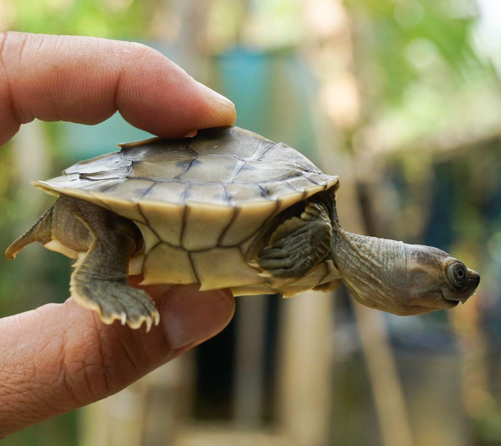 The sharp rearward pointing spines on the bony ridge of the Burmese roofed turtle's shell become blunt by age three and disappear by age four. Photo by Myo Min Win (Platt et al 2020).