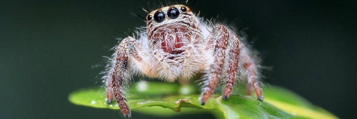 Scientists Demand 'Paradigm Shift' After Study Shows 'Frightening' Decline of Insects and Spiders