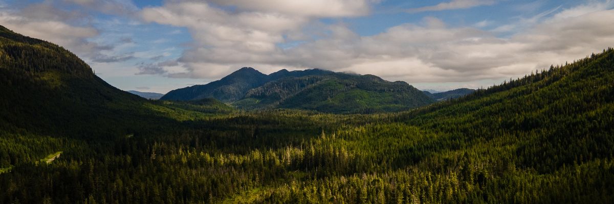 Fury as Trump Puts Tens of Millions of Protected Forests on the Chopping Block