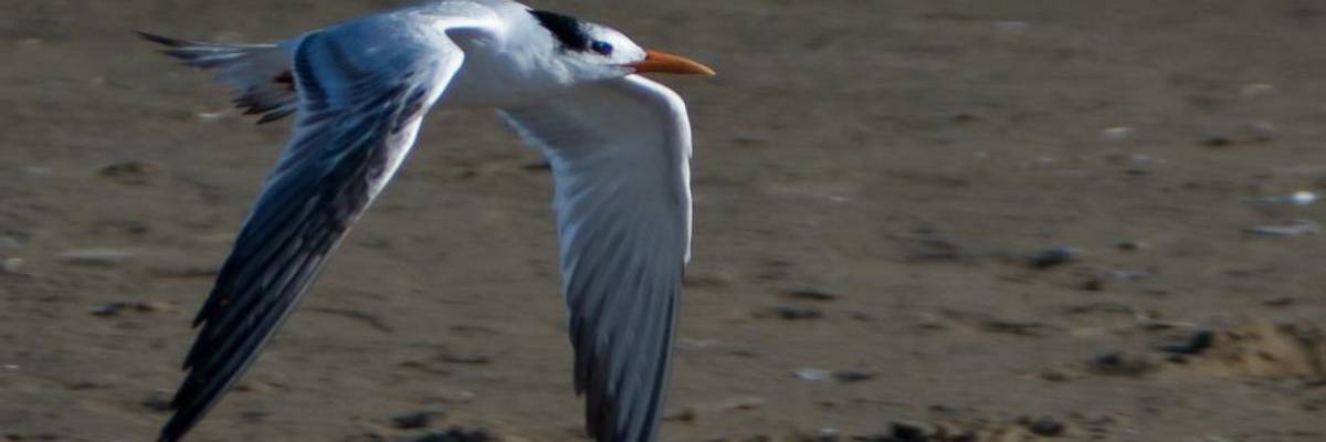 'Years of Work Down the Drain' as Trump Endangers Wildlife and Communities by Gutting Successful Conservation Program