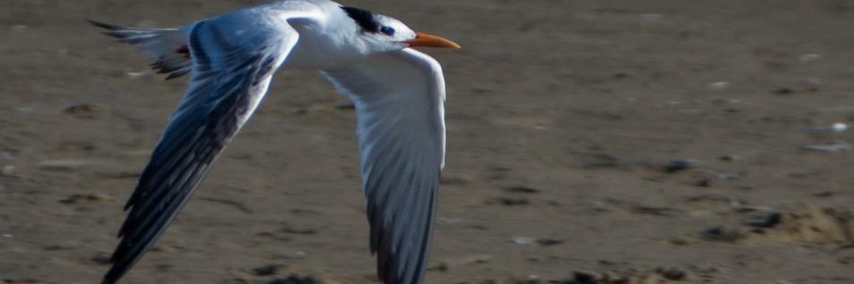 'Years of Work Down the Drain' as Trump Endangers Wildlife and Communities by Gutting Successful Conservation Program