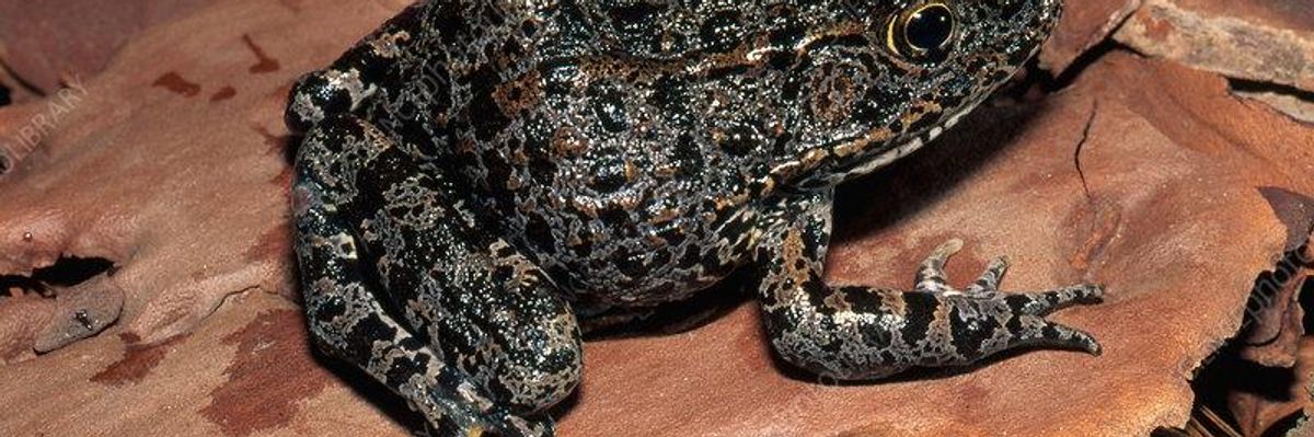 The Final Frontier: When Nature is a Nuisance to Development