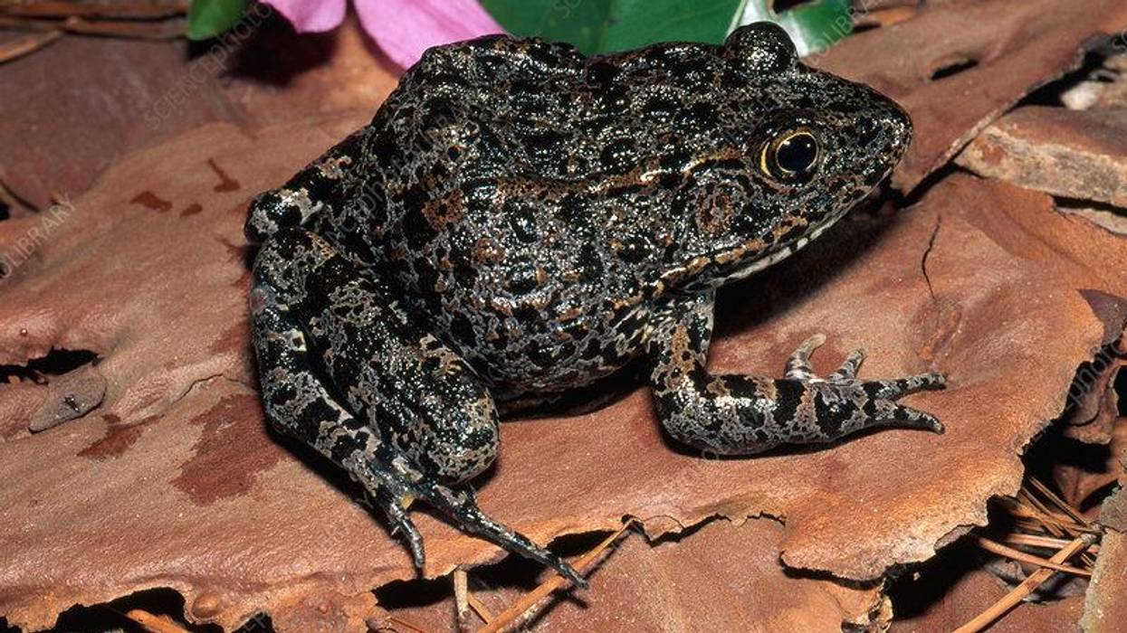 The Final Frontier: When Nature is a Nuisance to Development