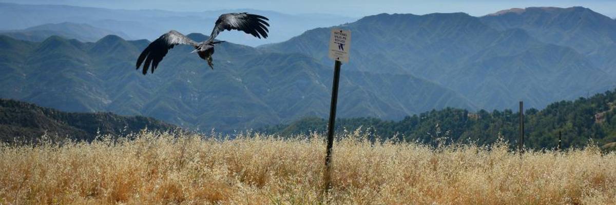 Taking 'Wrecking Ball' to Endangered Species Act, Trump Administration Opens Door for Corporate Attack on Vulnerable Wildlife