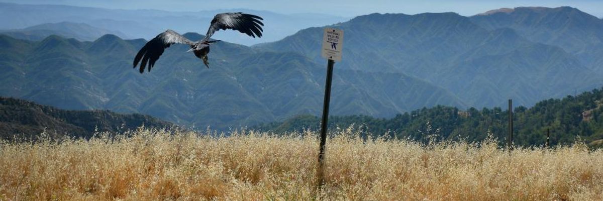 Taking 'Wrecking Ball' to Endangered Species Act, Trump Administration Opens Door for Corporate Attack on Vulnerable Wildlife