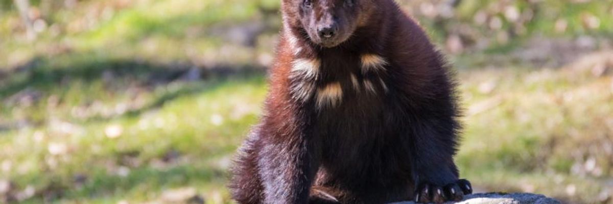Groups to Sue Trump's Fish & Wildlife Service After Officials Refuse Protections for Endangered Wolverines