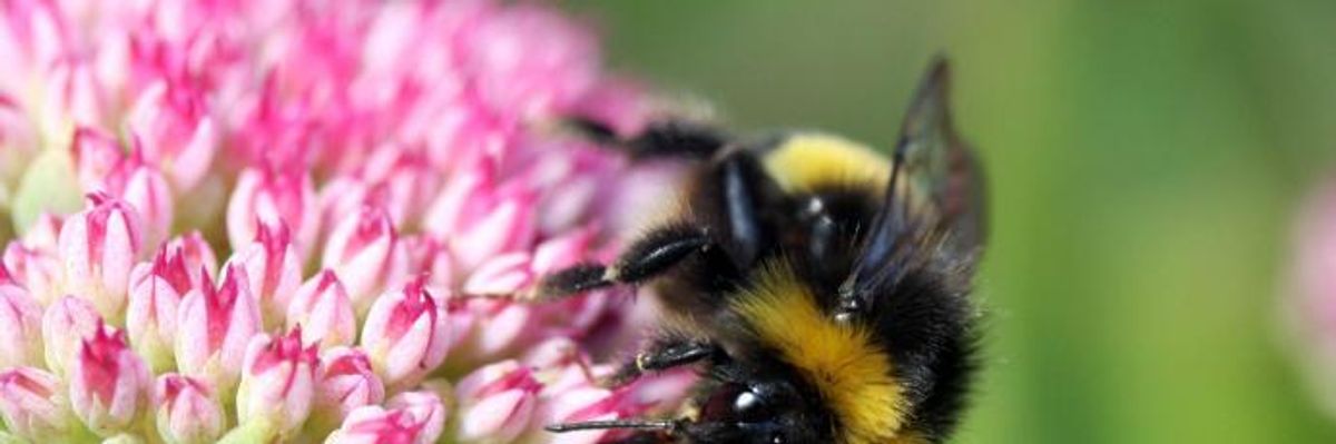 'An Insult to Our National Wildlife': Trump Reverses Ban on GMOs and Bee-Killing Pesticides in Refuges
