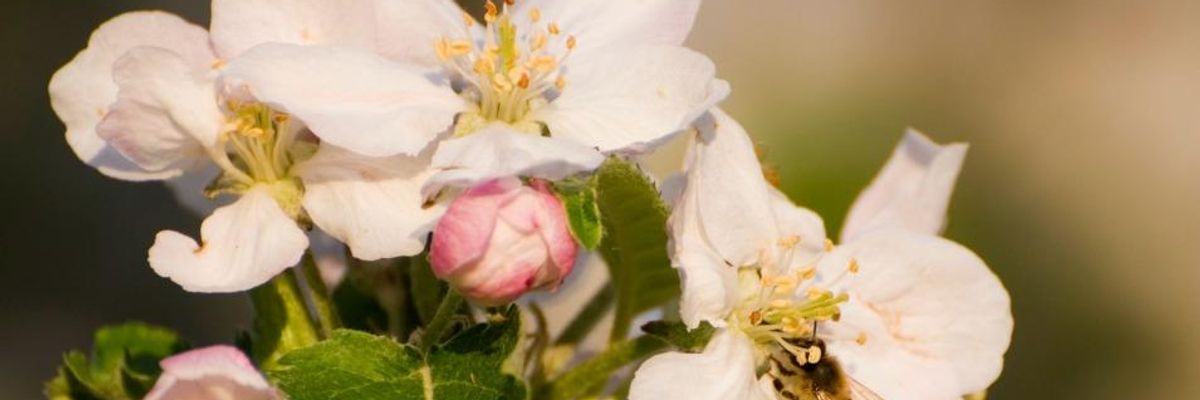 'Terrifying': Rapid Loss of Biodiversity Placing Global Food Supplies at Risk of 'Irreversible Collapse'