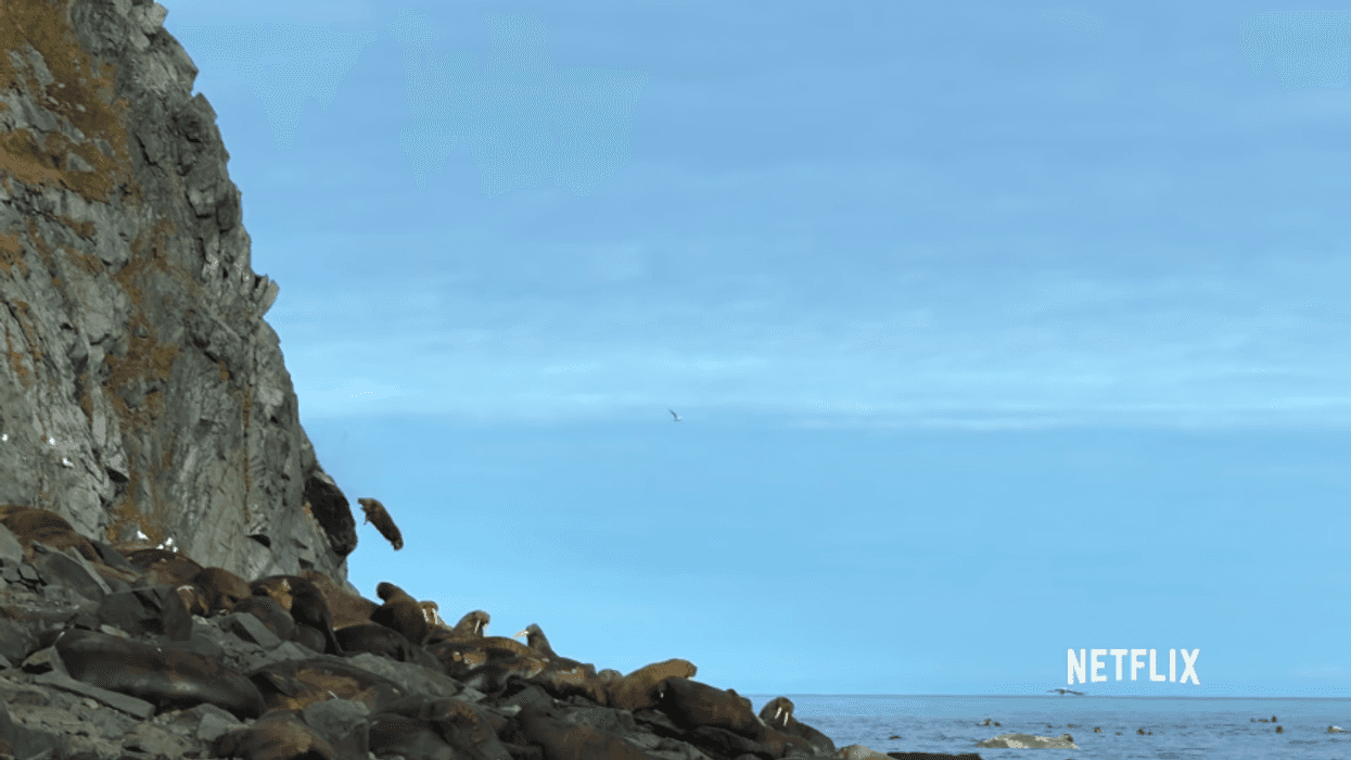 Walruses Are Jumping Off Cliffs to Their Deaths--Yes, Because of Climate Change