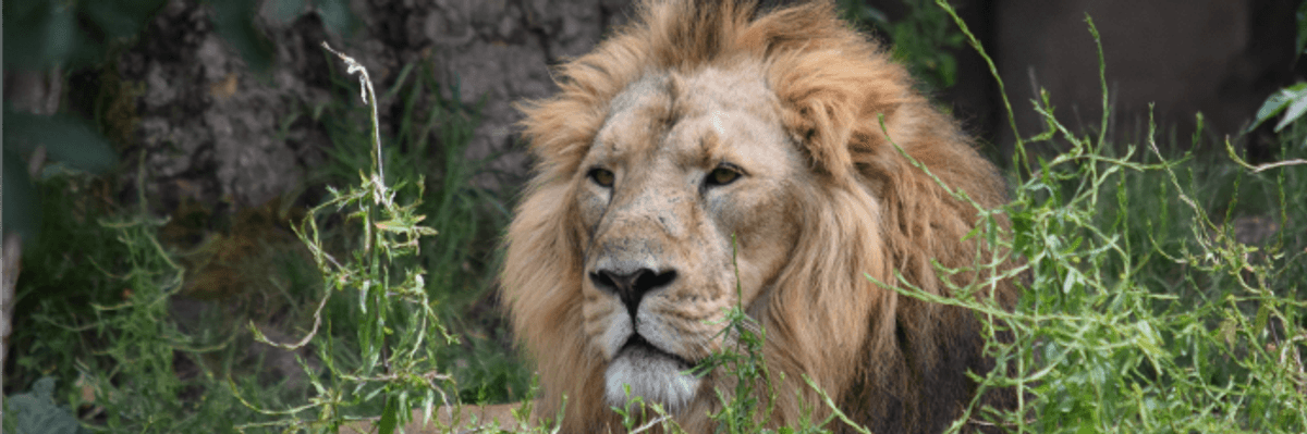 Warning of Sixth Mass Extinction, Scientists Implore Global Action