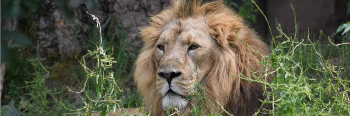 Warning of Sixth Mass Extinction, Scientists Implore Global Action