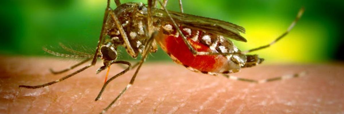 Climate Crisis Could Expose Half a Billion More People to Tropical Mosquito-Borne Diseases by 2050
