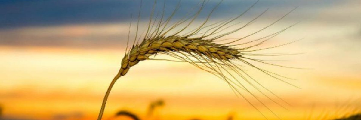 What They're Not Telling You About Monsanto's Role in Ukraine