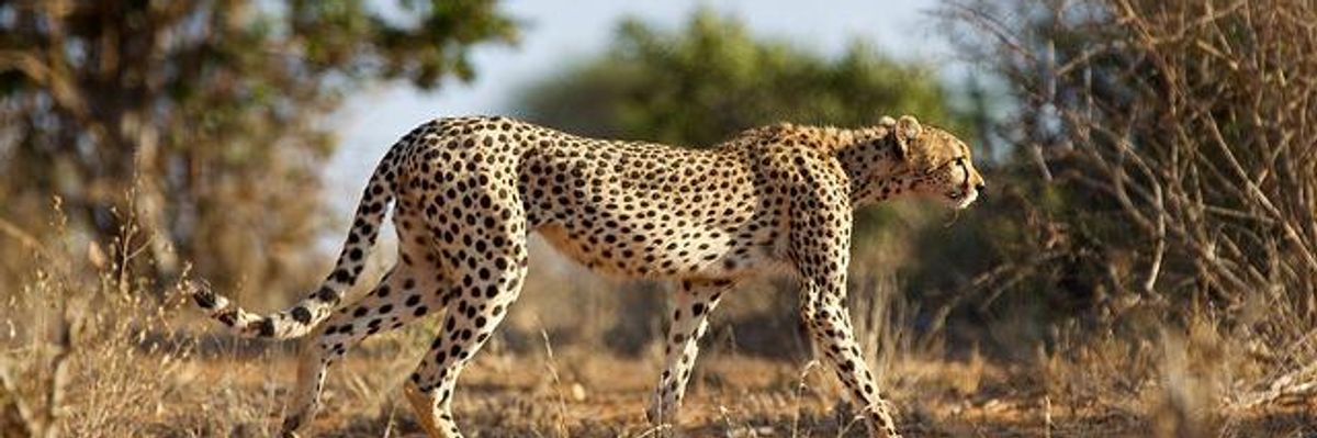 The Cheetah in Us All