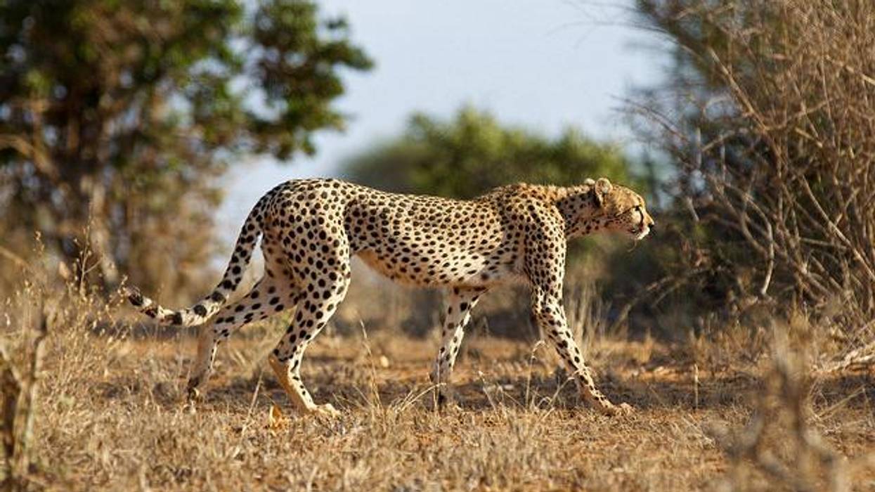 The Cheetah in Us All