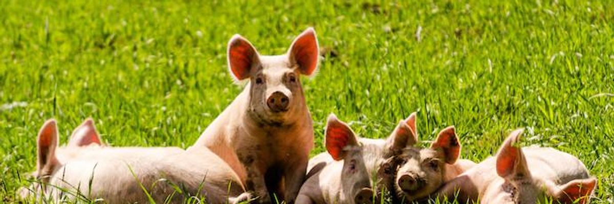 This Is How We Pry The Corporate Stranglehold Off Of Our Farm System