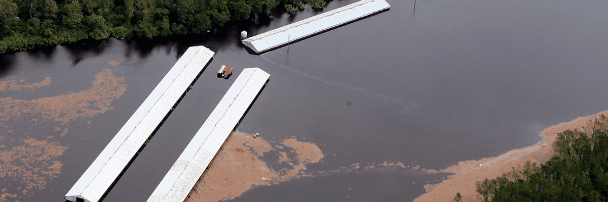 3.4 Million Chickens, 5,500 Hogs Killed in Florence's Flooding