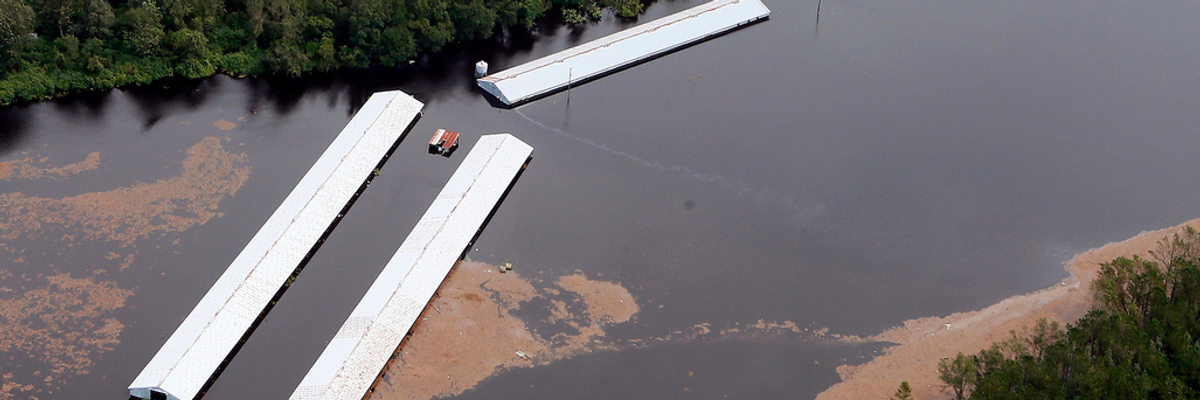 3.4 Million Chickens, 5,500 Hogs Killed in Florence's Flooding