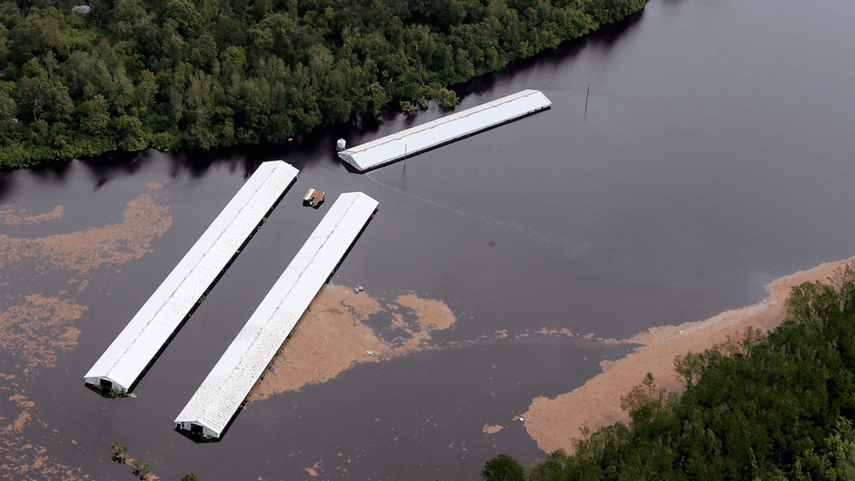 3.4 Million Chickens, 5,500 Hogs Killed in Florence's Flooding