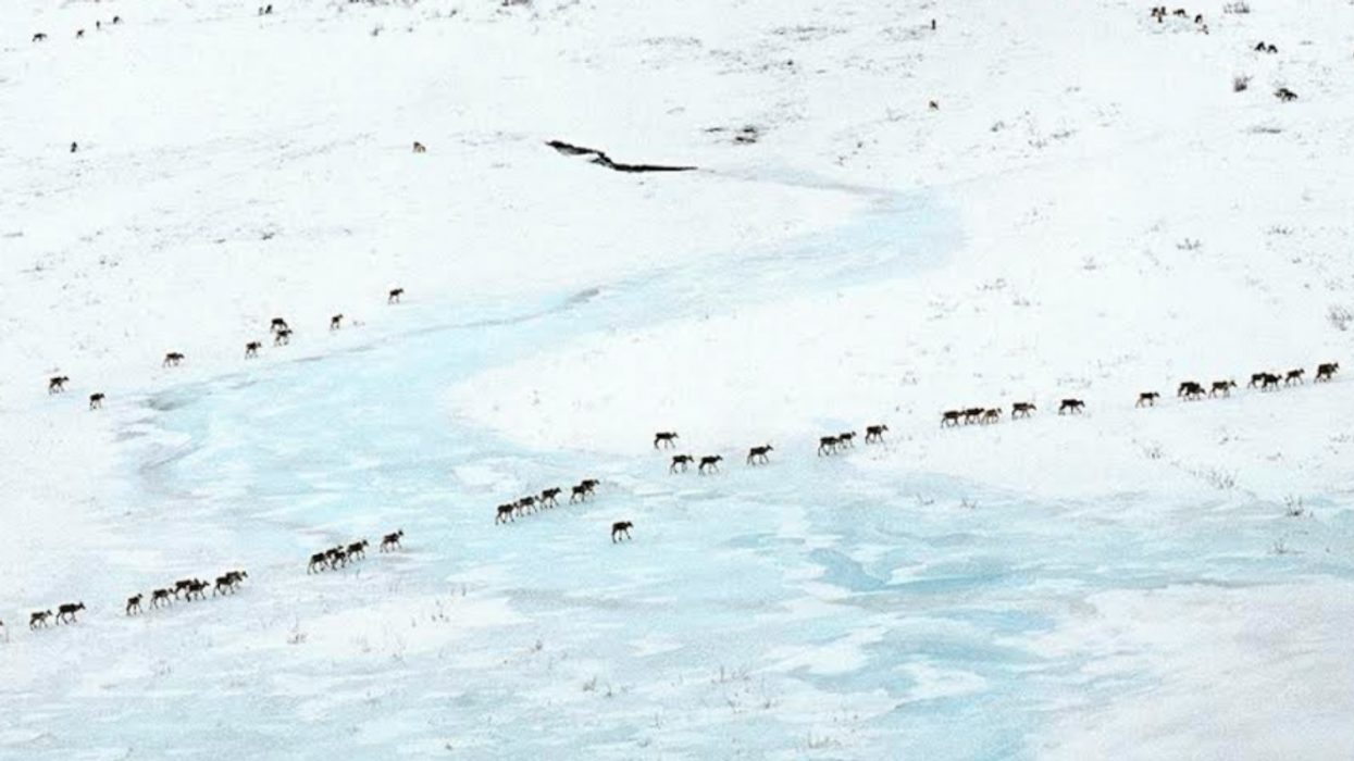 Biological Annihilation: A Planet in Loss Mode