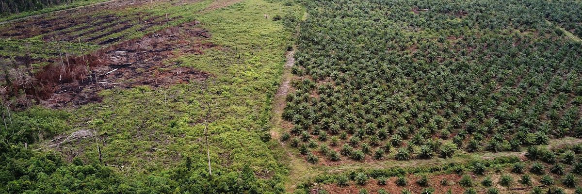This aerial photo taken on March 3, 2018 shows a palm oil plantation in a protected area of the Rawa Singkil Wildlife Reserve on the Indonesian island of Sumatra.