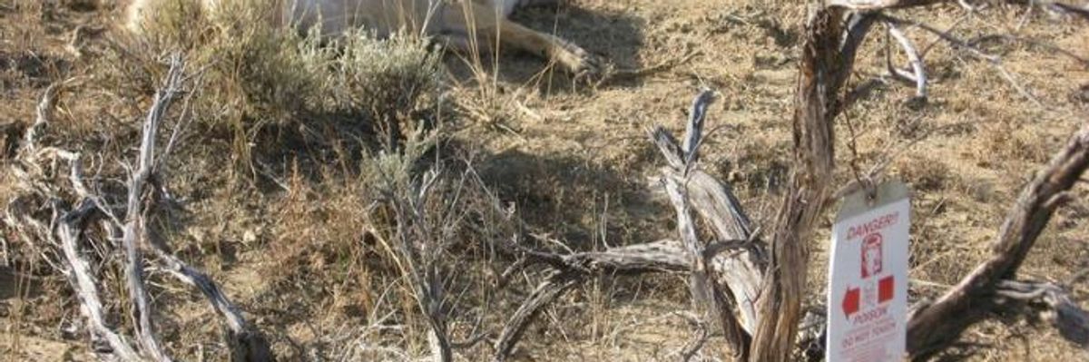 Trump Administration Reauthorizes 'Cyanide Bombs' to Kill US Wildlife