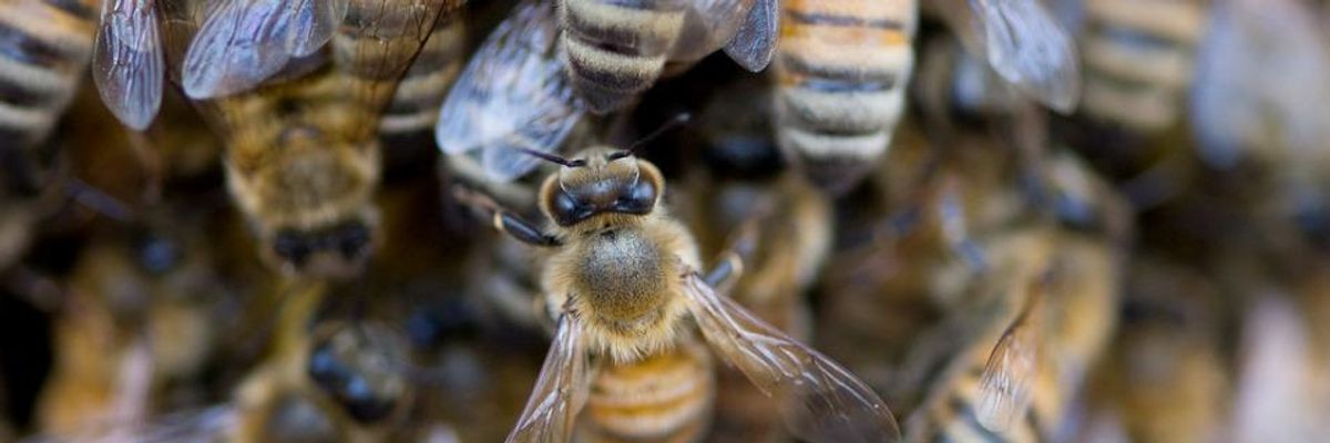 In First Use of Landmark Law, Minnesota Confirms Neonics Harm Bees