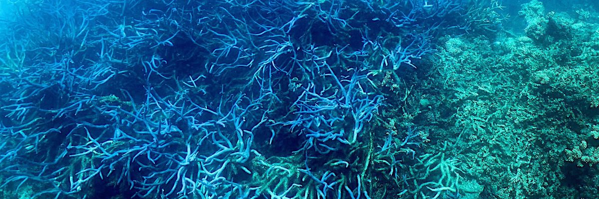 This picture taken on March 7, 2022 shows the current condition of coral on the Great Barrier Reef, off the coast of the Australian state of Queensland.