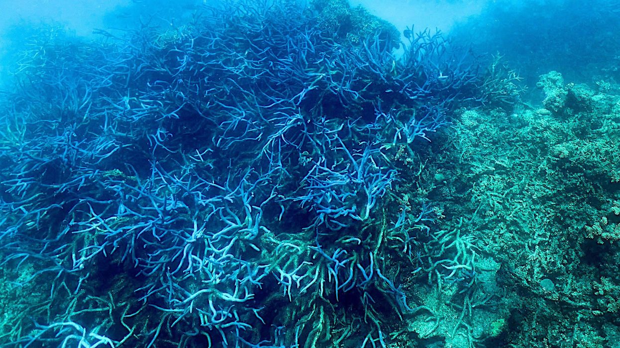 This picture taken on March 7, 2022 shows the current condition of coral on the Great Barrier Reef, off the coast of the Australian state of Queensland.