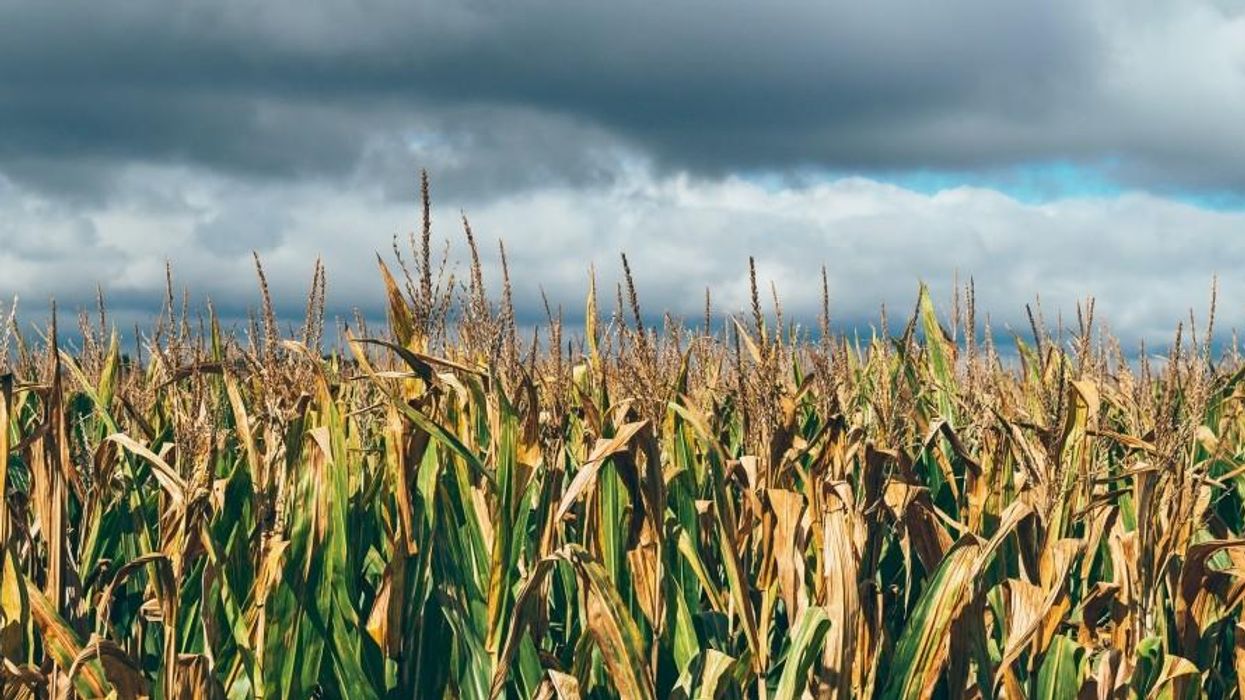 USDA to Biotech: Call Your Own Compliance