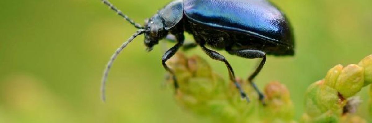 'One of Most Disturbing Articles I Have Ever Read' Scientist Says of Study Detailing Climate-Driven 'Bugpocalypse'