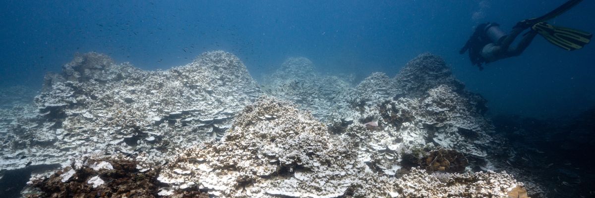 This underwater photo taken on June 15, 2024 shows divers amongst bleached corals